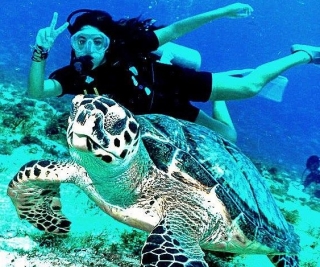  diving with turtles 